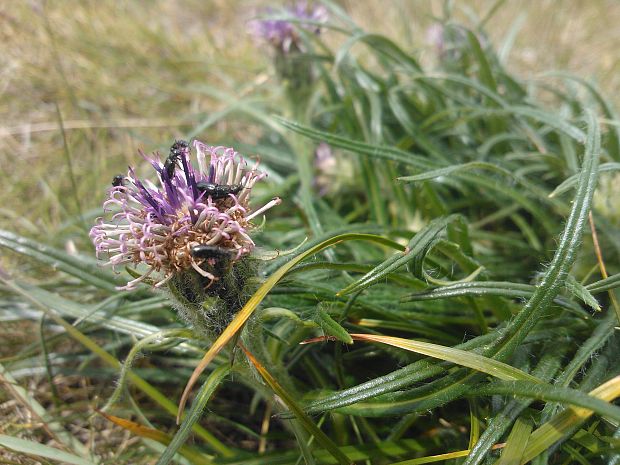 pabodliak nízky Saussurea pygmaea (Jacq.) Spreng.