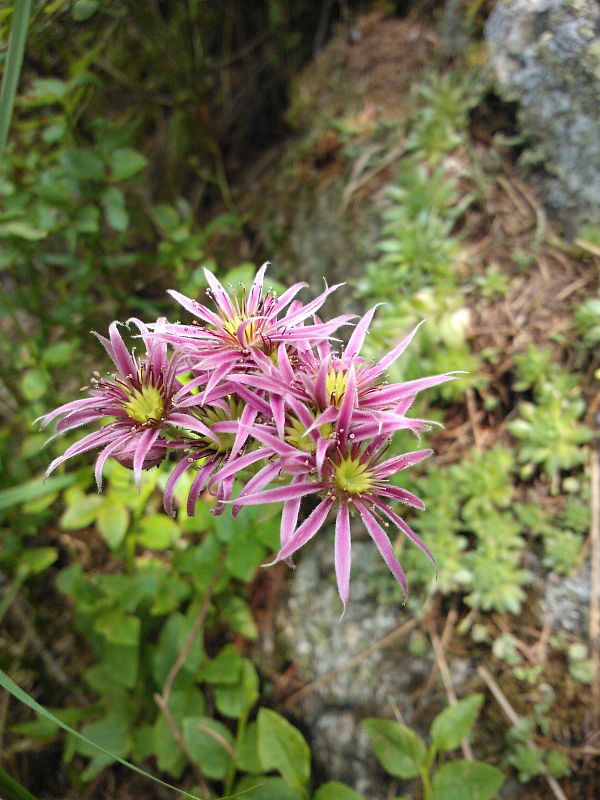 skalnica wettsteinova Sempervivum wettsteinii Letz, ined.