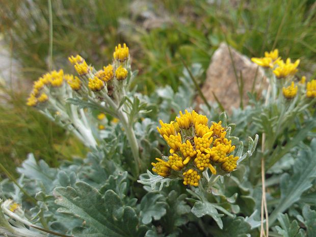 starček sivý kranský Senecio incanus subsp. carniolicus  (Willd.) Braun-Blanq.