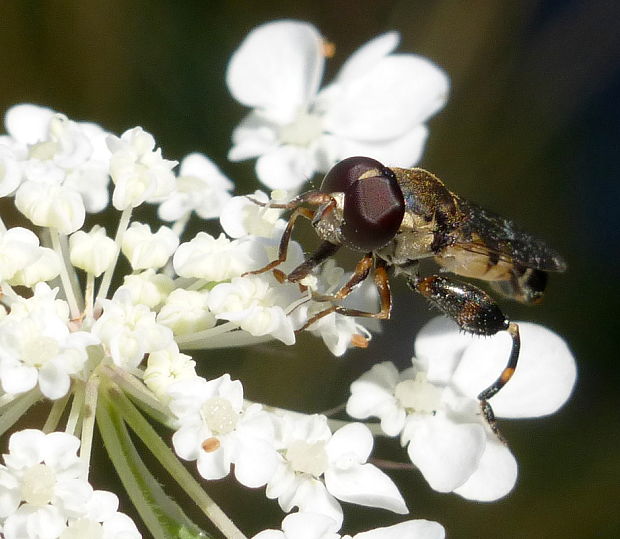 pestrica piskľavá Syritta pipiens Linnaeus, 1758