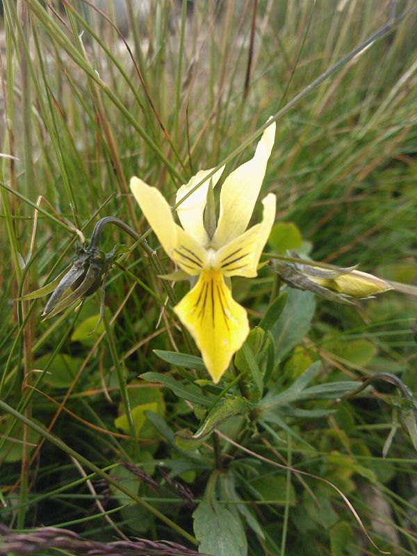 fialka žltá sudetská Viola lutea subsp. sudetica (Willd.) Nyman