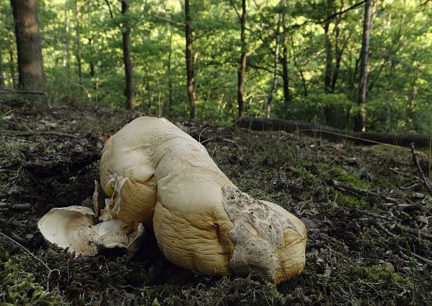 muchotrávka cisárska Amanita caesarea (Scop.) Pers.