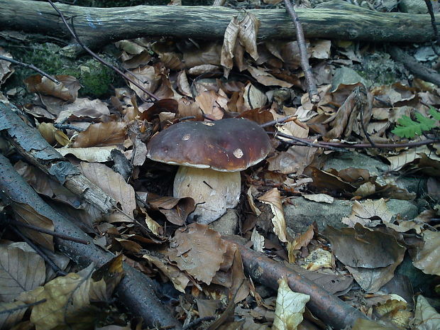 hríb smrekový Boletus edulis Bull. ex Fr.