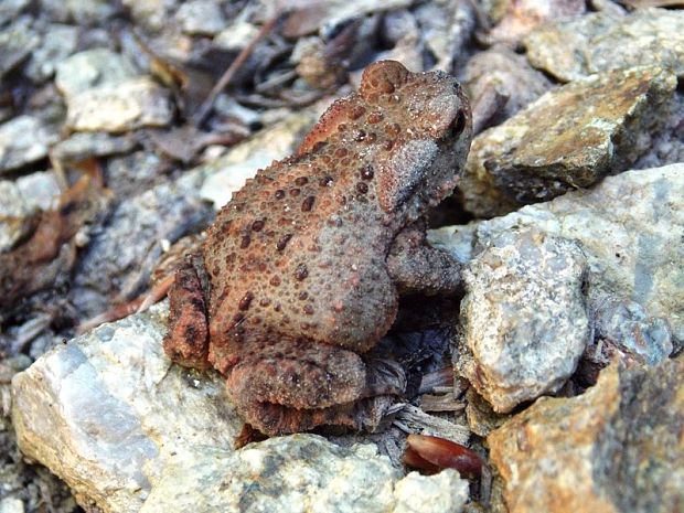 ropucha bradavičnatá Bufo bufo