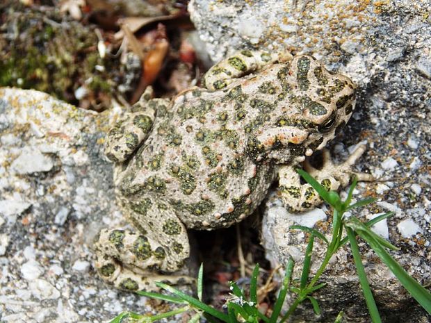 Ropucha zelená  Bufo viridis