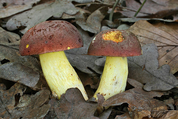 hríb nádherný Butyriboletus fuscoroseus (Smotl.) Vizzini & Gelardi