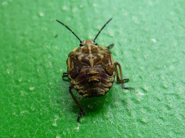 Carpocoris purpureipennis