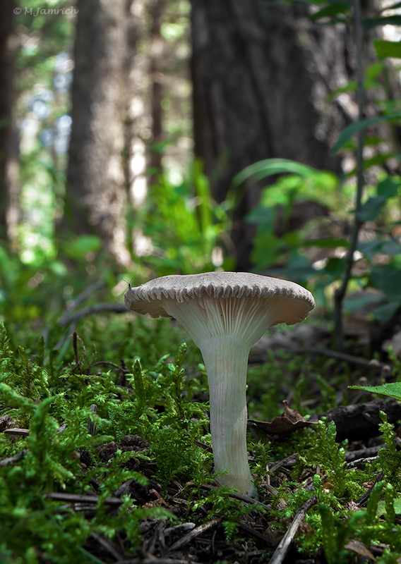 strmuľka lievikovitá Clitocybe gibba (Pers.) P. Kumm.