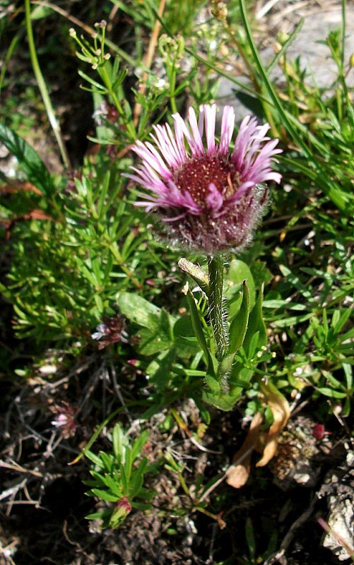 turica jednoúborová Erigeron uniflorus L.