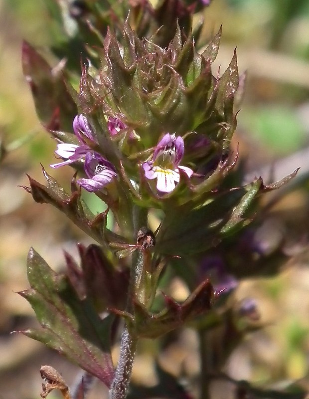 očianka Euphrasia sp.