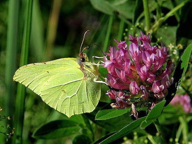 žltáčik rešetliakový Gonepteryx rhamni  Linnaeus, 1758