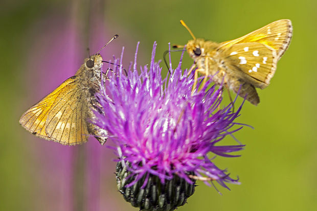 súmračník bieloškvrnný  Hesperia comma  Linnaeus, 1758