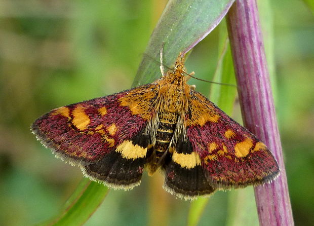 vijačka zlatoškvrnná Pyrausta aurata Scopoli, 1763