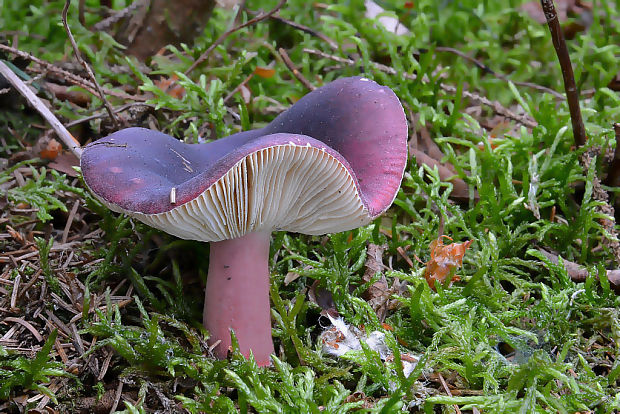 plávka zavalitá Russula torulosa Bres.