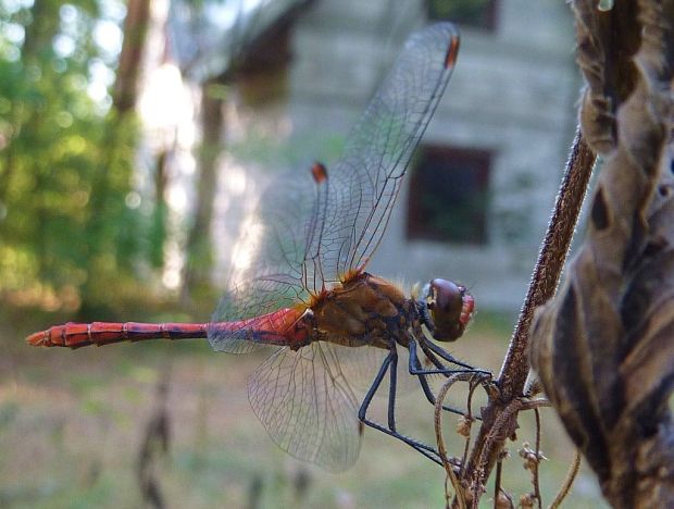 vážka červená Sympetrum sanguineum