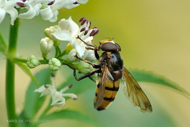 pestrica Volucella inanis