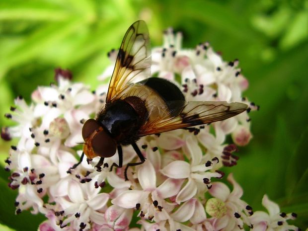 pestrica priesvitná Volucella pellucens