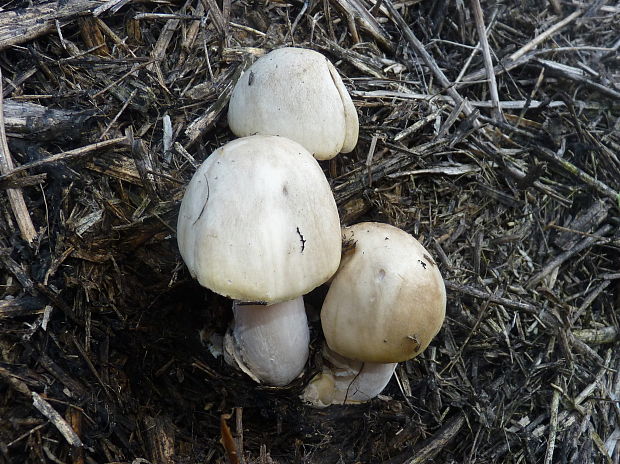 pošvovec Volvariella sp.