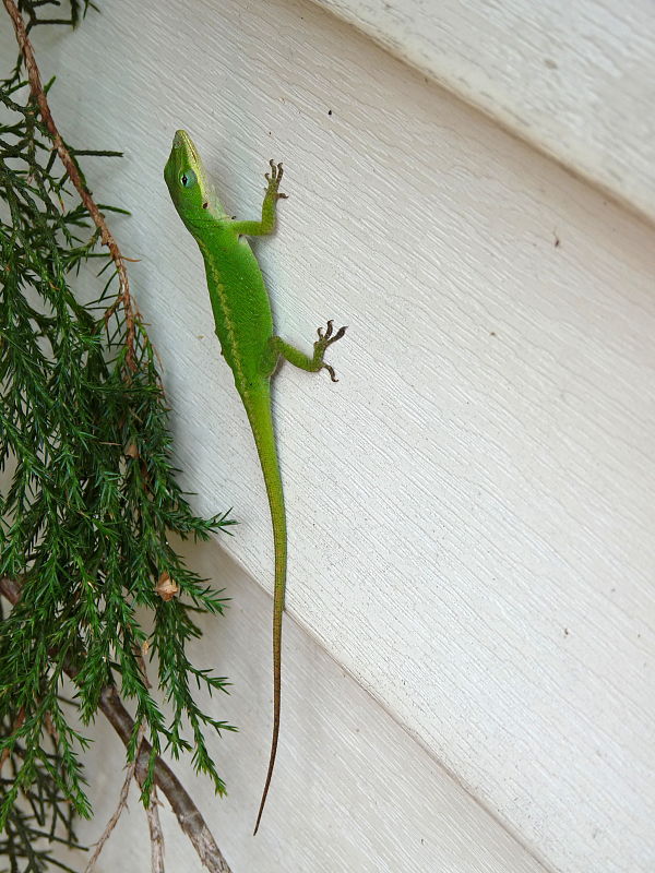 jašterica - chameleon Anolis carolinensis