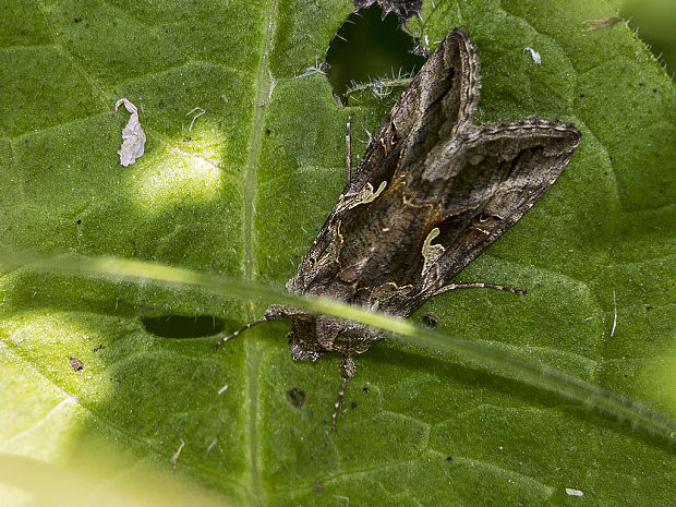 mora gama Autographa gamma