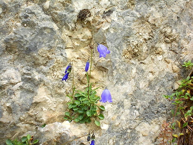 zvonček maličký Campanula cochleariifolia Lam.