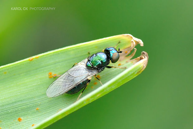 bránivka zelenkastá Chloromyia speciosa