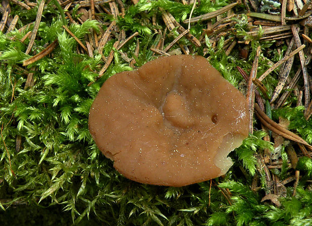 discinka  Discina sp.