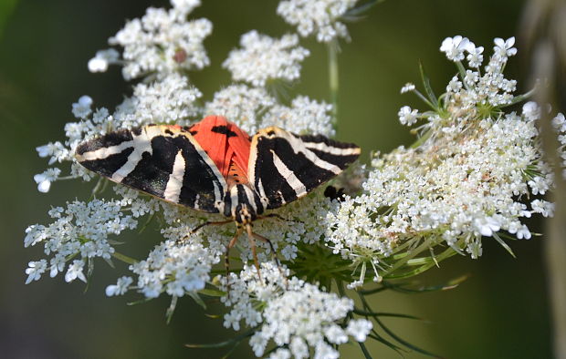 spriadač kostihojový Euplagia quadripunctaria