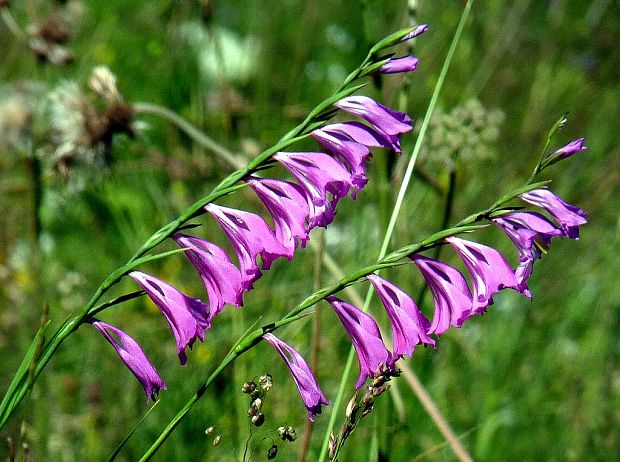 mečík škridlicovitý Gladiolus imbricatus L.