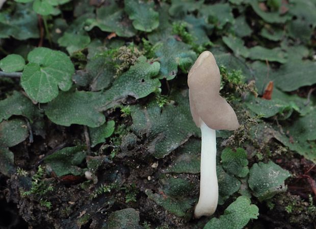 chriapač Helvella sp.