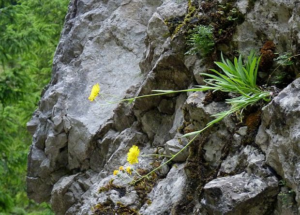 jastrabník Hieracium sp.