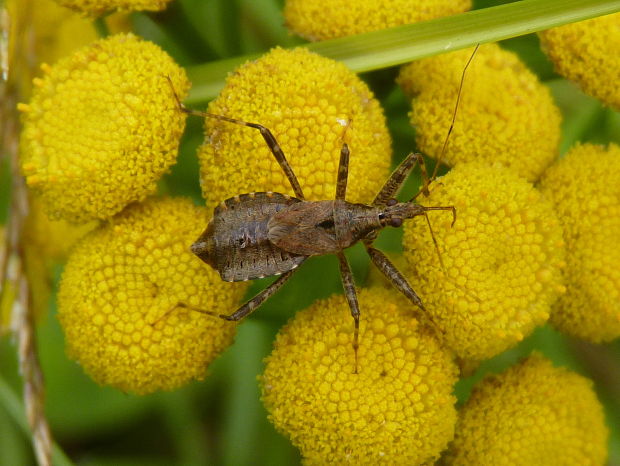 Himacerus apterus