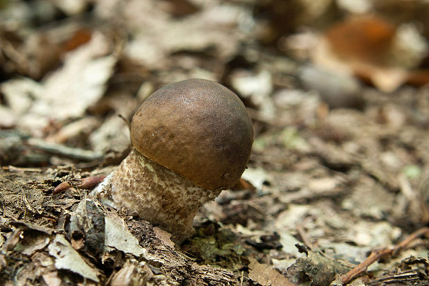 kozák hrabový Leccinum pseudoscabrum (Kallenb.) Šutara