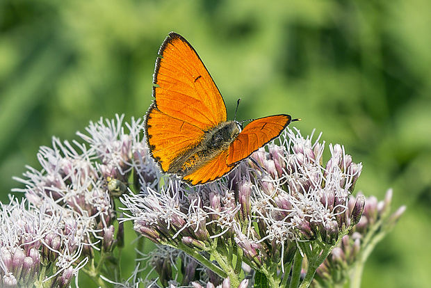 ohniváčik veľký Lycaena dispar Haworth