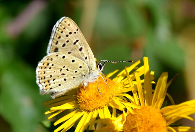 ohniváčik čiernoškvrnný Lycaena tityrus