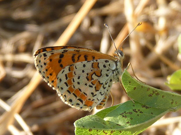 hnedáčik pyštekový Melitaea didyma