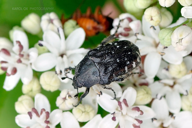 zlatoň Oxythyrea funesta