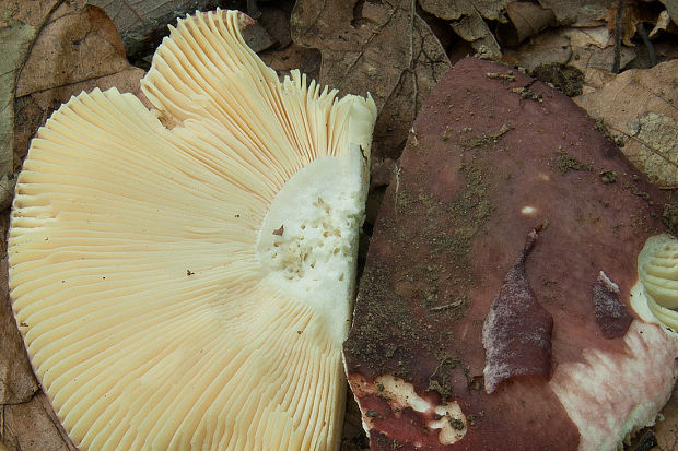 plávka Russula sp.