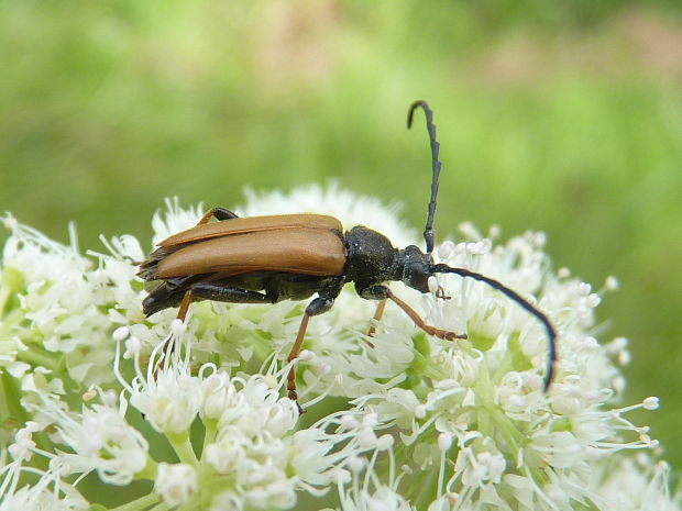 fuzáč  Stictoleptura rubra