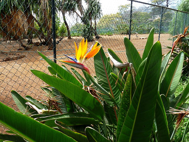 strelícia Strelitzia reginae