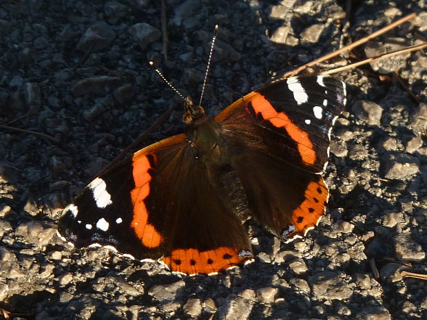 babôčka admirálska Vanessa atalanta