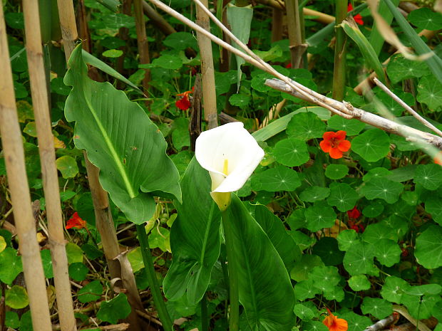 kala Zantedeschia aethiopica