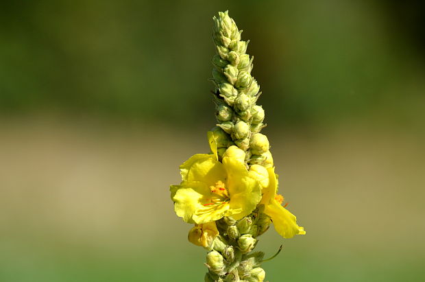 divozel veľkokvetý Verbascum densiflorum Bertol.