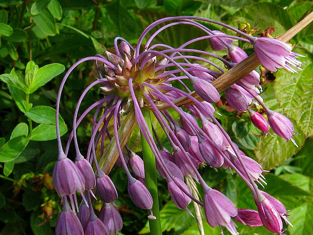 cesnak člnkovitý Allium carinatum L.