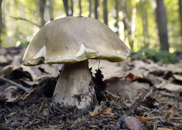 hríb smrekový Boletus edulis Bull.