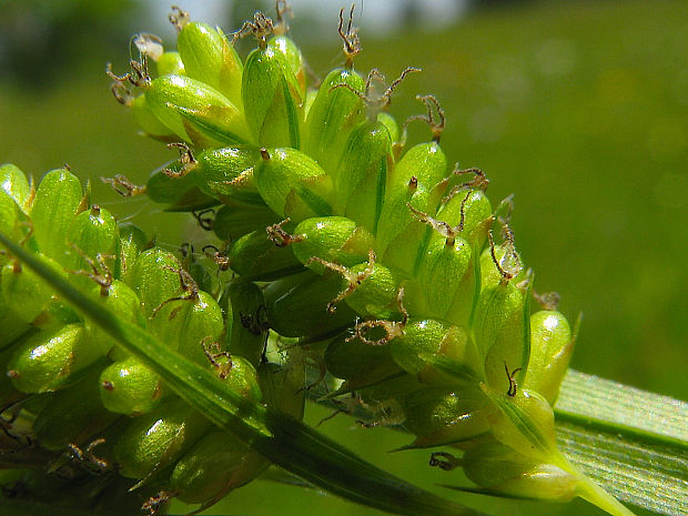 ostrica bledá Carex pallescens L.