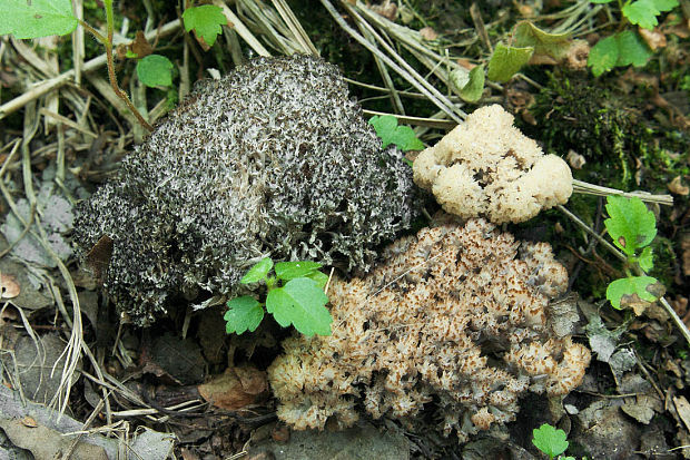 konárovka Clavulina sp.