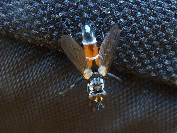 Cylindromyia sp.