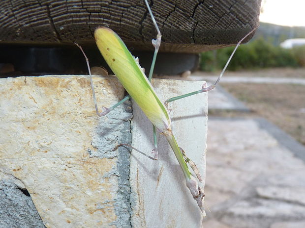 modlivka Empusa sp.