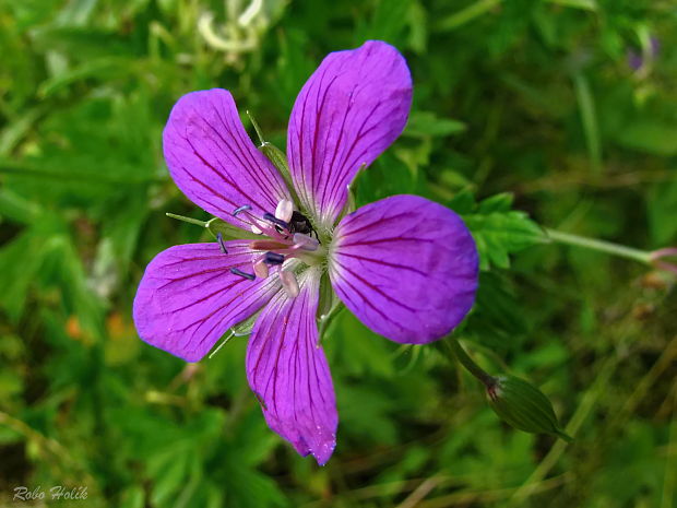 pakost močiarny Geranium palustre L.